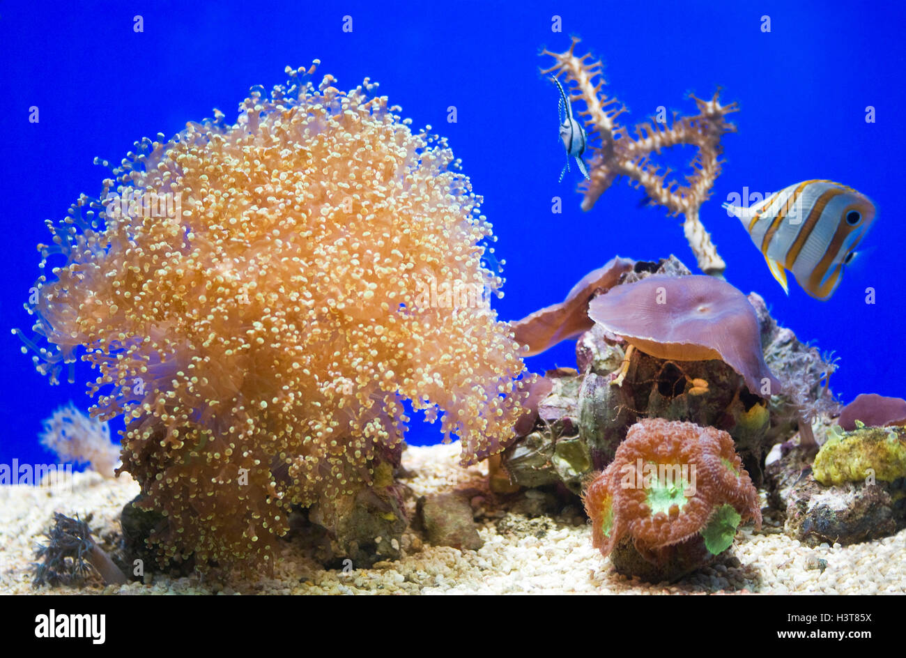 Sea Anemone in the aquarium Stock Photo