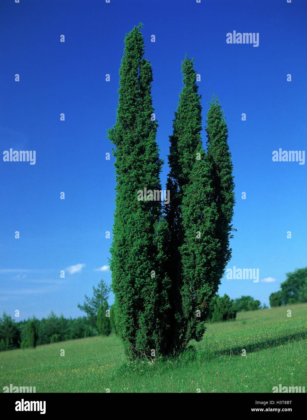 Swabian nightmare, juniper tree, Juniperus spec. Nature, vegetation