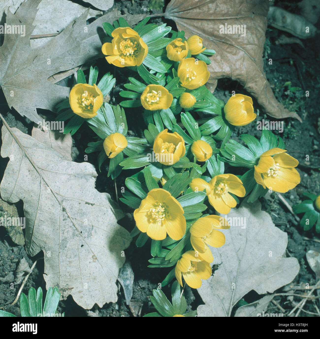 Winterling, Eranthis hiemalis forest floor, plants, flowers, crowfoot plants, blossom, blossoms, yellow, botany, leaves, foliage, outside Stock Photo