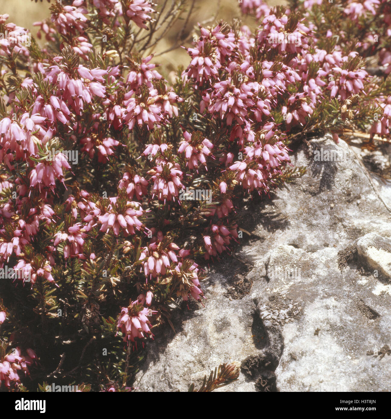 Alpine flowers, heather, Erica carnea, nature, botany, flora, plants, flowers, Alpine flowers, heather, winter moor, snow moor, blossoms, blossom, red, heather plant, Ericaceae, period bloom, late winter, spring Stock Photo