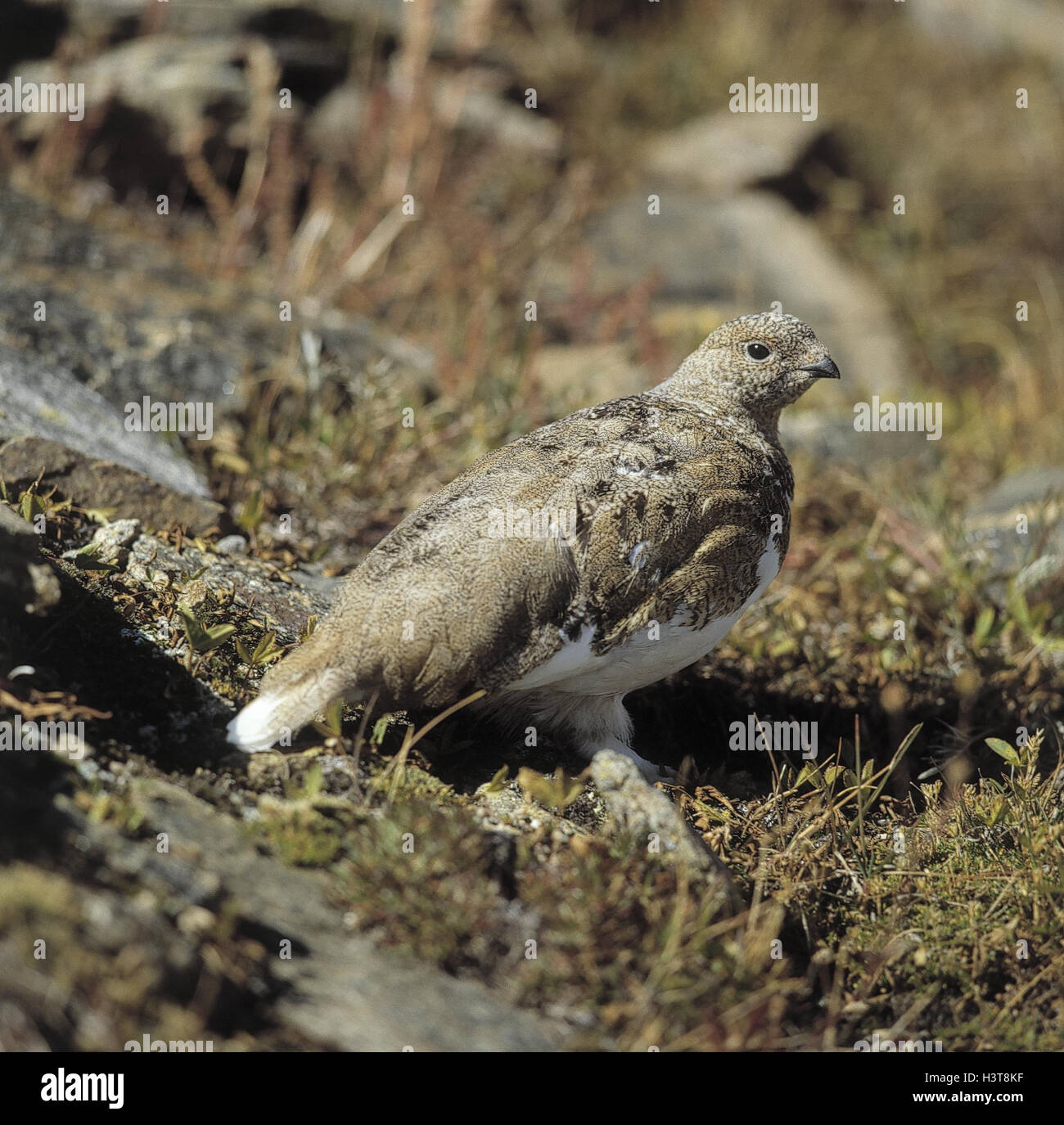 White tail ptarmigan, Lagopus leucurus white tail ptarmigan, ptarmigan, animal, animals, bird, birds, gallinaceous birds, gallinaceous bird, Galli, Galliformes, wild animal, wild animals, Rau's foot poultry, ptarmigans, Lagopus Stock Photo