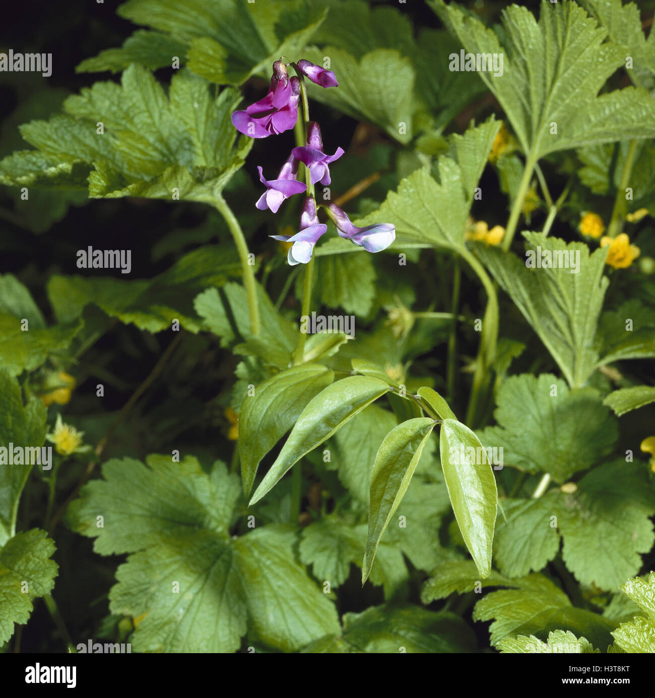 Spring Low German pea, Lathyrus vernus nature, botany, flora, plants, flowers, forest flowers, lime pointer plants, forest shrubs, spring flowers, blossoms, blossom, pink, pink, period bloom, from March to April, Frühblüher, Stock Photo