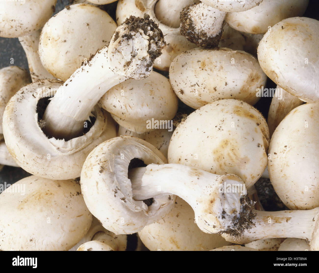 Champignons, Agaricus bisporus, mushroom, fungi, edible mushrooms