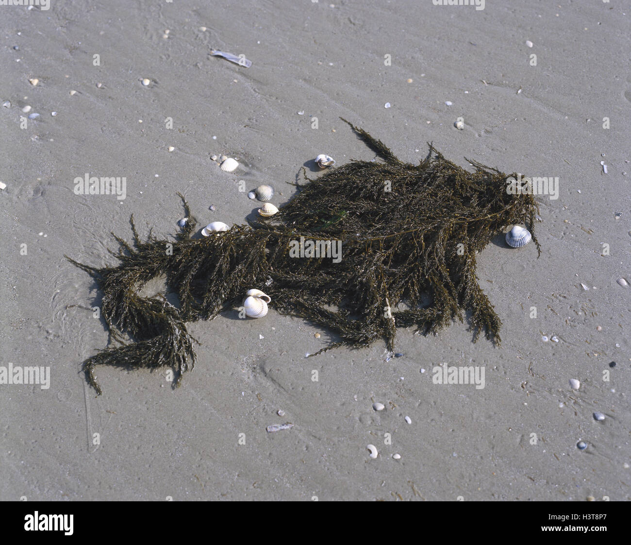 Japanese berry seaweed, Sargassum, muticum, mussels, nature, beach
