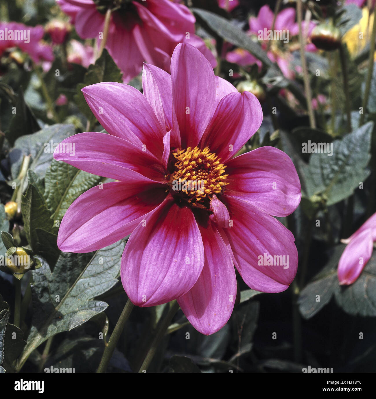 Emilio dahlias hires stock photography and images Alamy