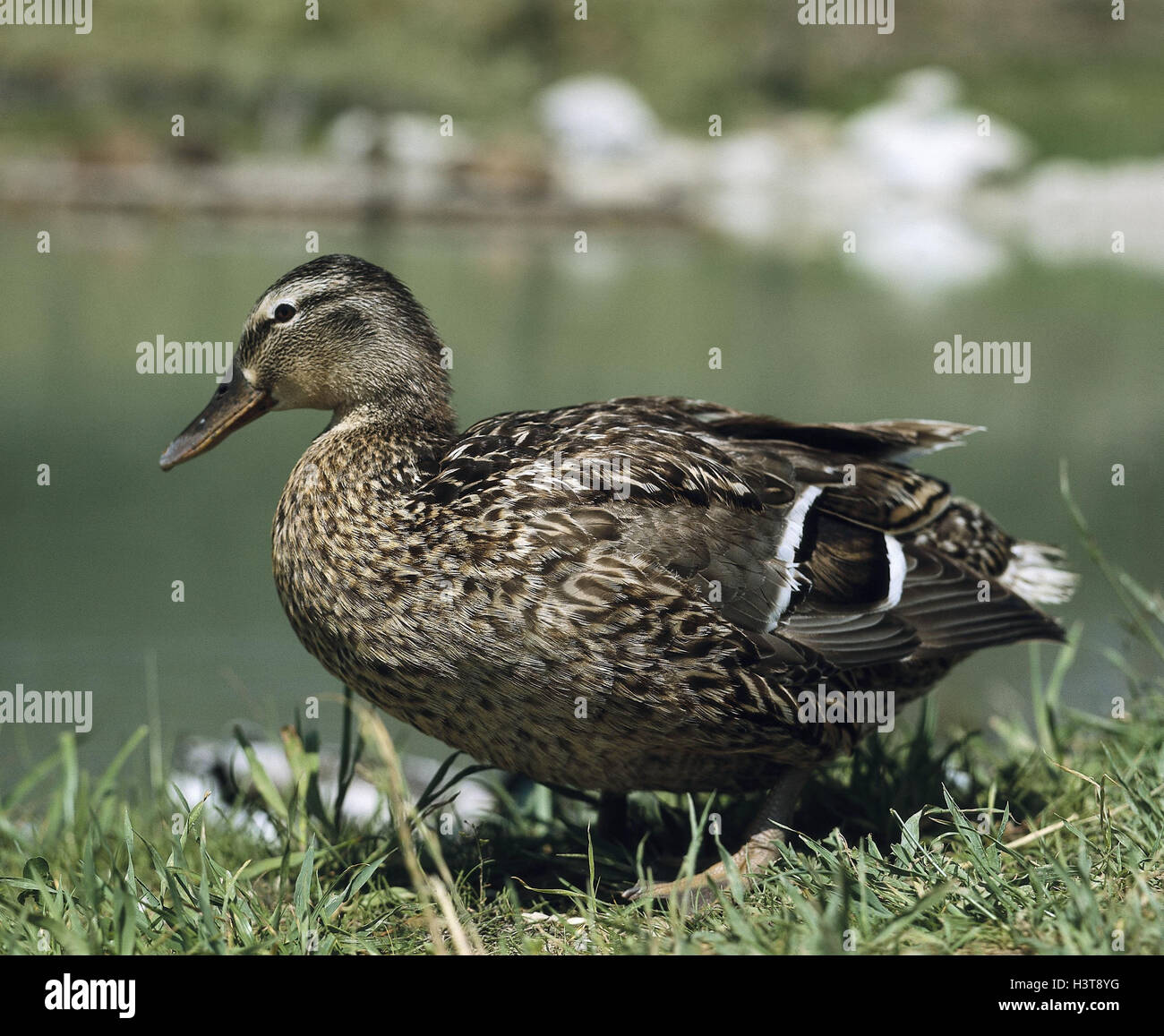Birds and animals swimming hi-res stock photography and images - Alamy