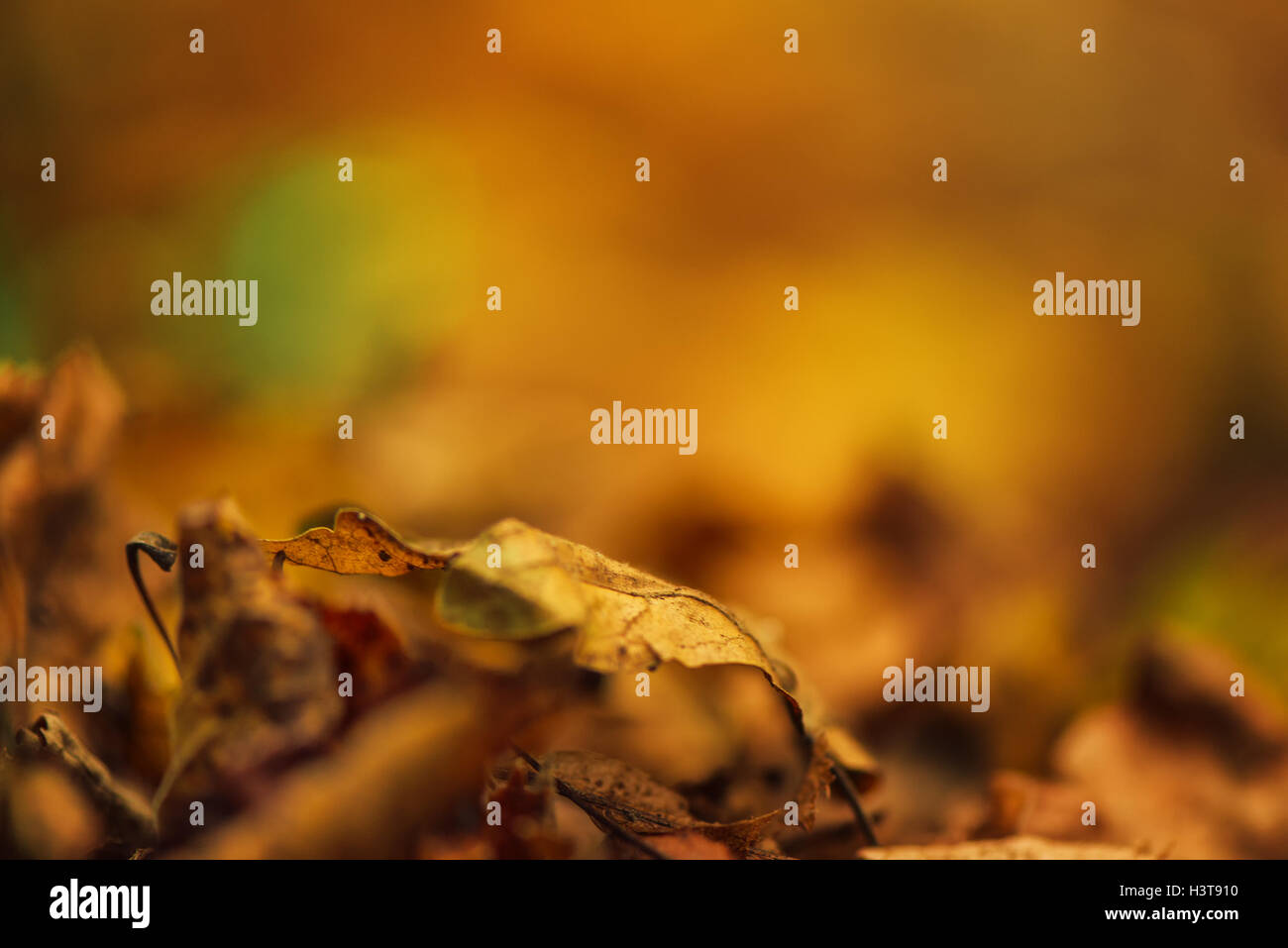 Dry autumn leaves on ground, defocused fall season background, blurred park alley as copy space Stock Photo