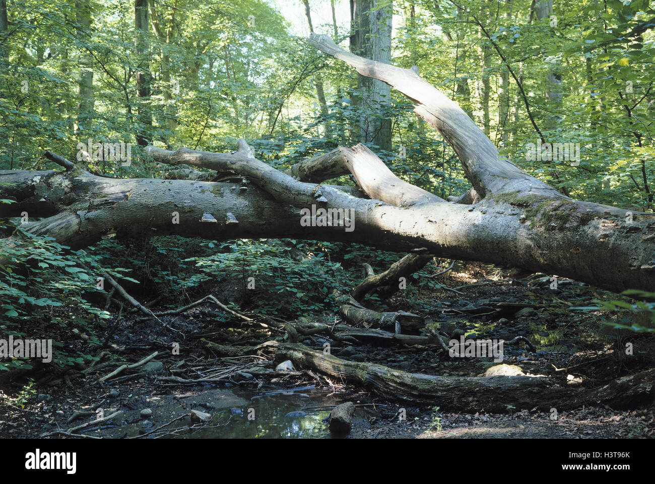 P. / national park Dylby Söderskog, deciduous forest with fallen trees Stock Photo