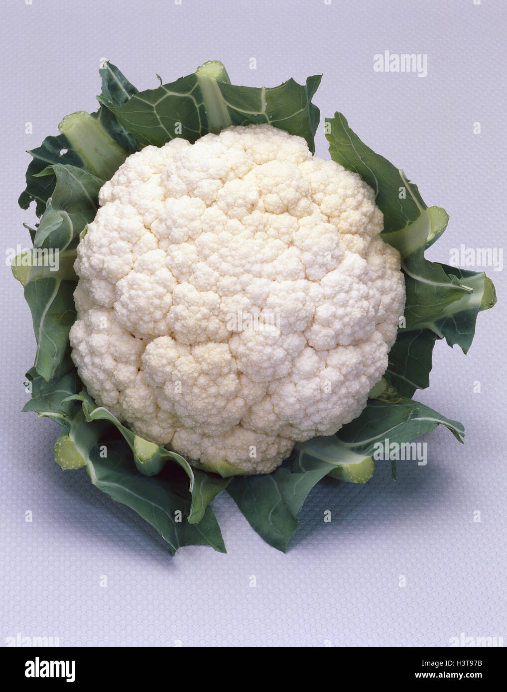 Cauliflower, Brassica oleracea cauliflower, cauliflower, Brassica oleracea var. botrytis, vegetable plant, cabbage, cabbage, nutrition, healthy, vitamins, vegetables, studio, product photography, only Stock Photo