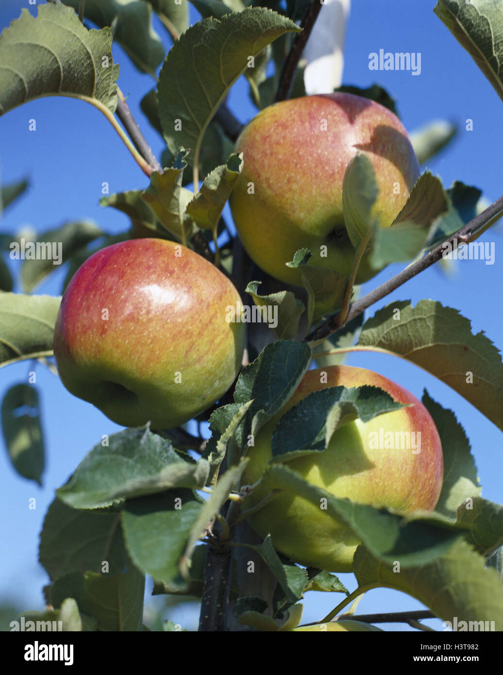 Appletree, branch, Jonah's gold, close up, nature, botany, tree, fruit
