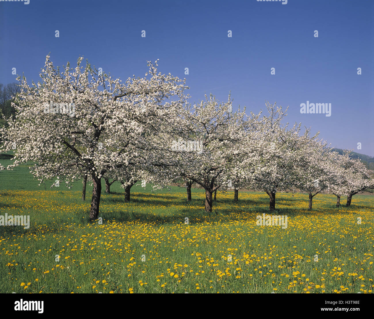 Apple Trees Blossom Spring Plantation Cultivation Trees Fruit Trees Fruit Cultivation Fruit Plantation Fruit Growing Malus Spec Agriculture Apple Blossom Blossom Blossoms Economy Flower Meadow Meadow Spring Meadow Outside Stock Apple Trees Blossom Spring Plantation Cultivation Trees Fruit Trees Fruit Cultivation Fruit Plantation Fruit Growing Malus Spec Agriculture Apple Blossom Blossom Blossoms Economy Flower Meadow Meadow Spring Meadow Outside Stock