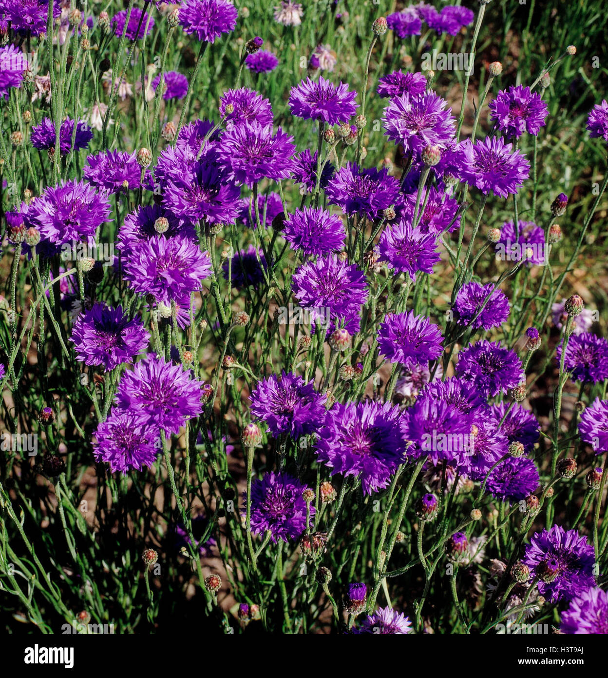 Meadow, cornflowers, Centaurea cyanus flowers, field flowers, field flower, meadow flowers, meadow flower, knapweeds, cornflower, mauve, outside Stock Photo