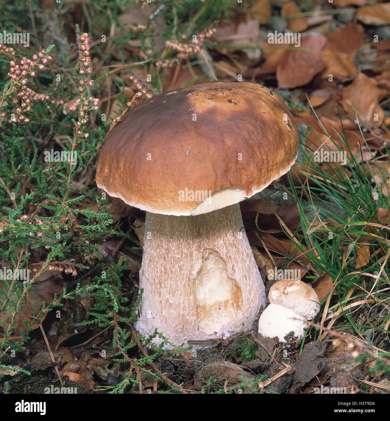Forest floor, ceps wood, fungus, fungus sort, eatable, edible mushrooms, funguses, Lord's fungus, noble fungus, Boletus edulis, Röhrling food Stock Photo