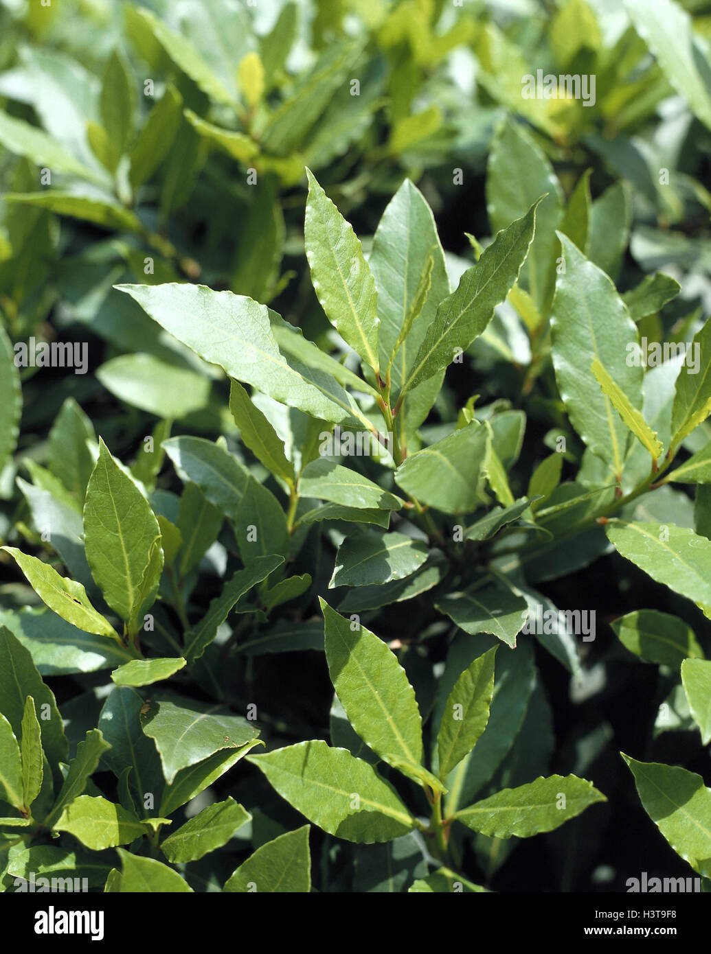 Bay leaves, green, plant, twigs, leaves, herbs, spices, spice, herb