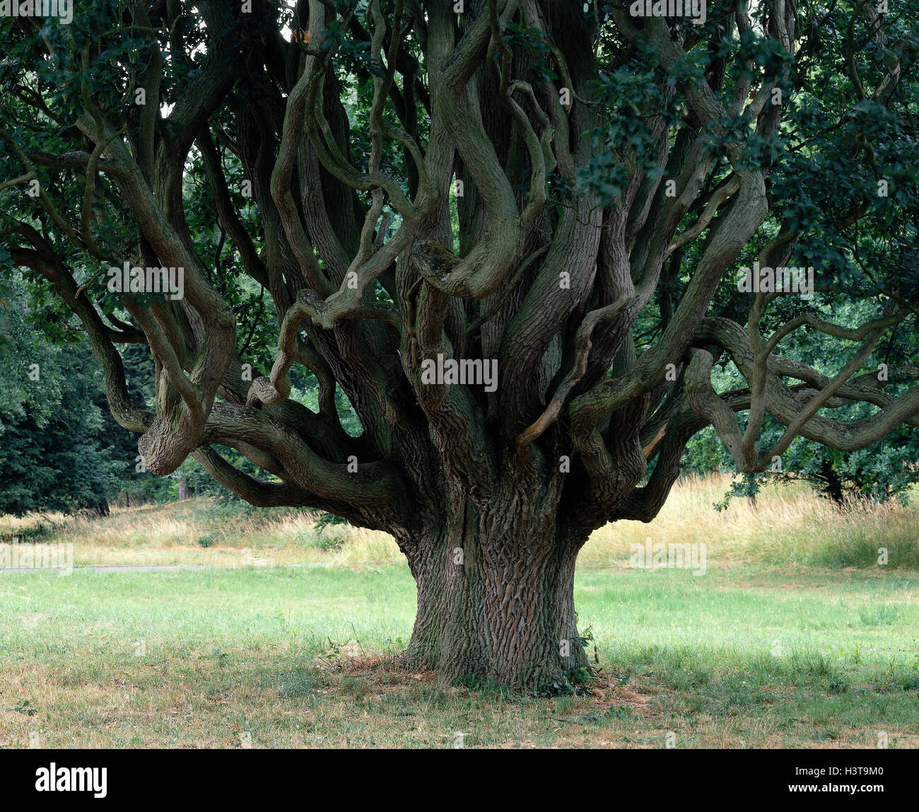 Oak, old, branches, sinuously, tree, broad-leaved tree, Quercus, beech family, trunk, strain, thickly, branches, curved, height form, Abnormally, nature, plant Stock Photo