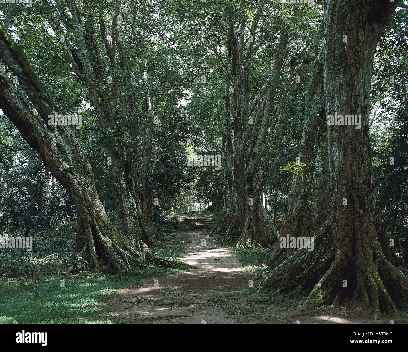 The Seychelles Mahe Way Dragon S Blood Trees Dracaena Draco Stock Photo Alamy The Seychelles Mahe Way Dragon S Blood Trees Dracaena Draco Stock Photo Alamy