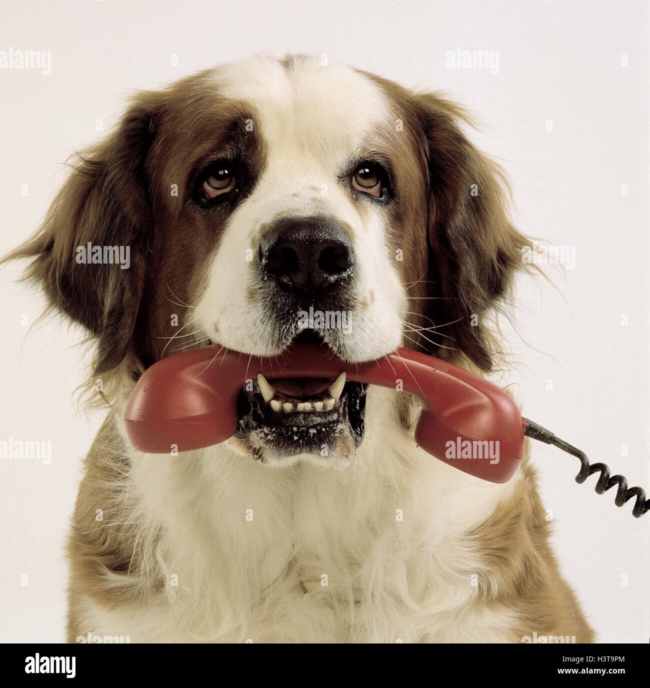 Mammal behaviour hires stock photography and images Alamy