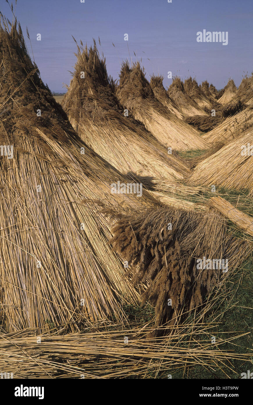 Field, harvest, reed, tracts economy, farming, agriculture, reeds grass, reeds grass, sour grass, Cyperaceae, harvested, picked, dry Stock Photo