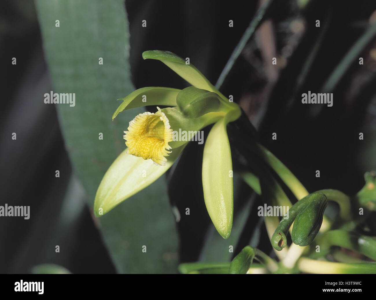 Real vanilla, Vanilla planifolia plants, plant, orchids, orchid, orchid