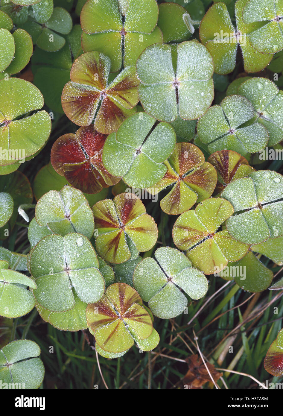 4-leaved clover fern, Mars ilea, quadrifolia, clover fern plants, water plant, plant, green Stock Photo
