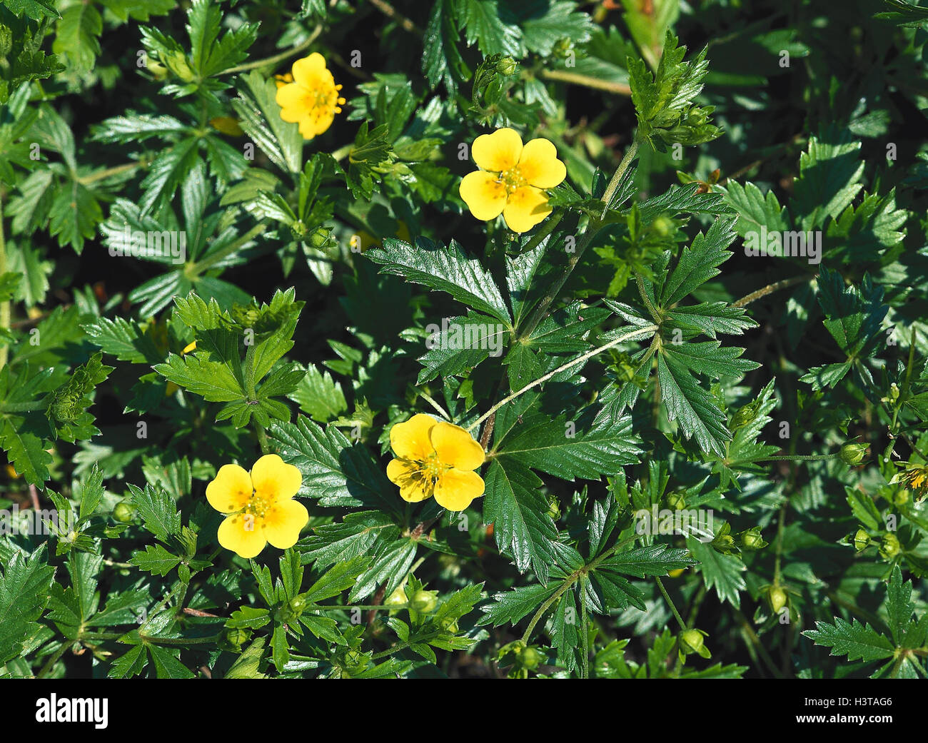 Blutwurz, upright finger herb, Potentilla erecta, plant, medicinal plants, herbs, blossoms, yellow, nature Stock Photo