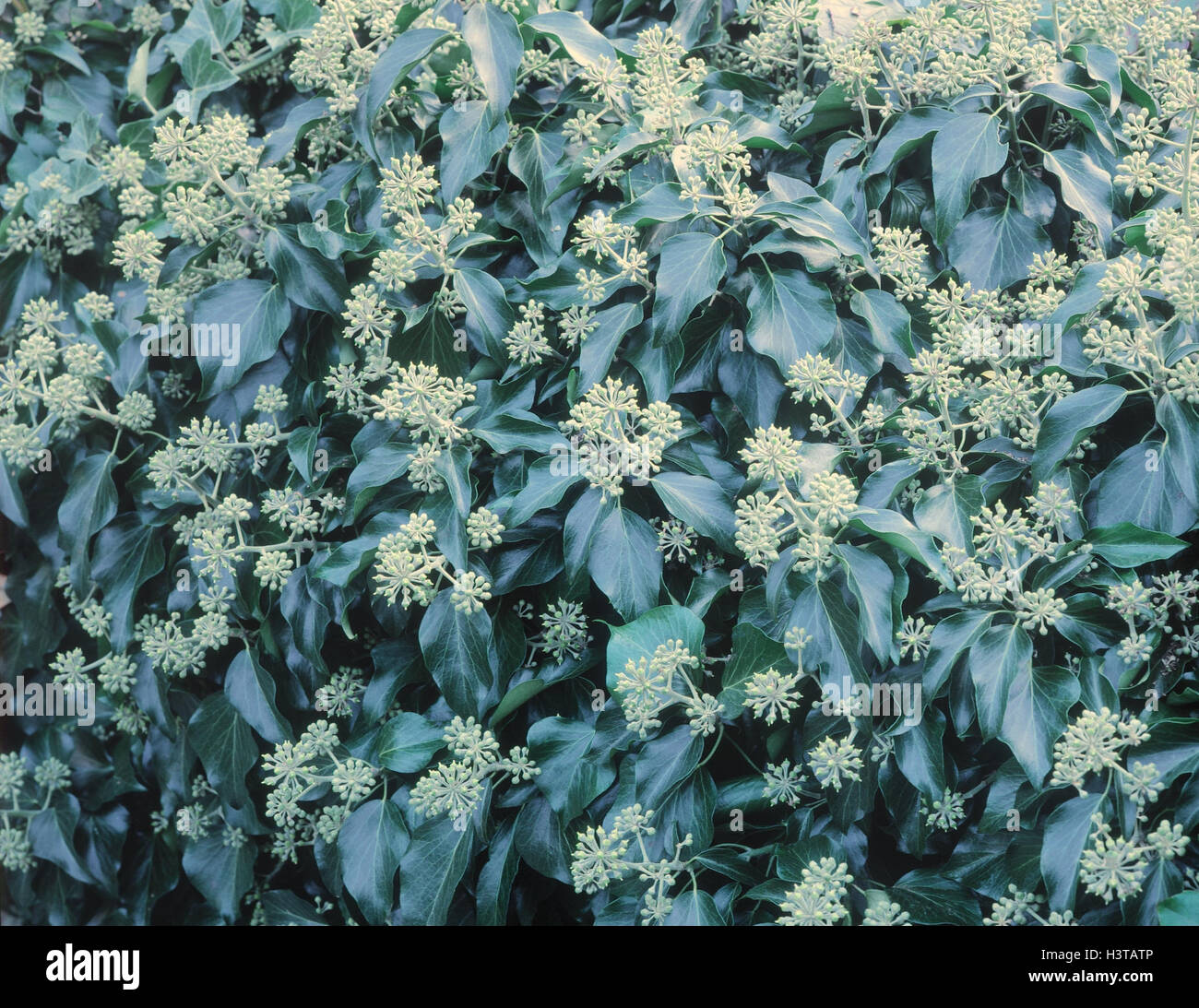Ivy, Hedera helix plant, climbing plant, Hedera, Araliengewächse, blossom, blossoms, close up Stock Photo