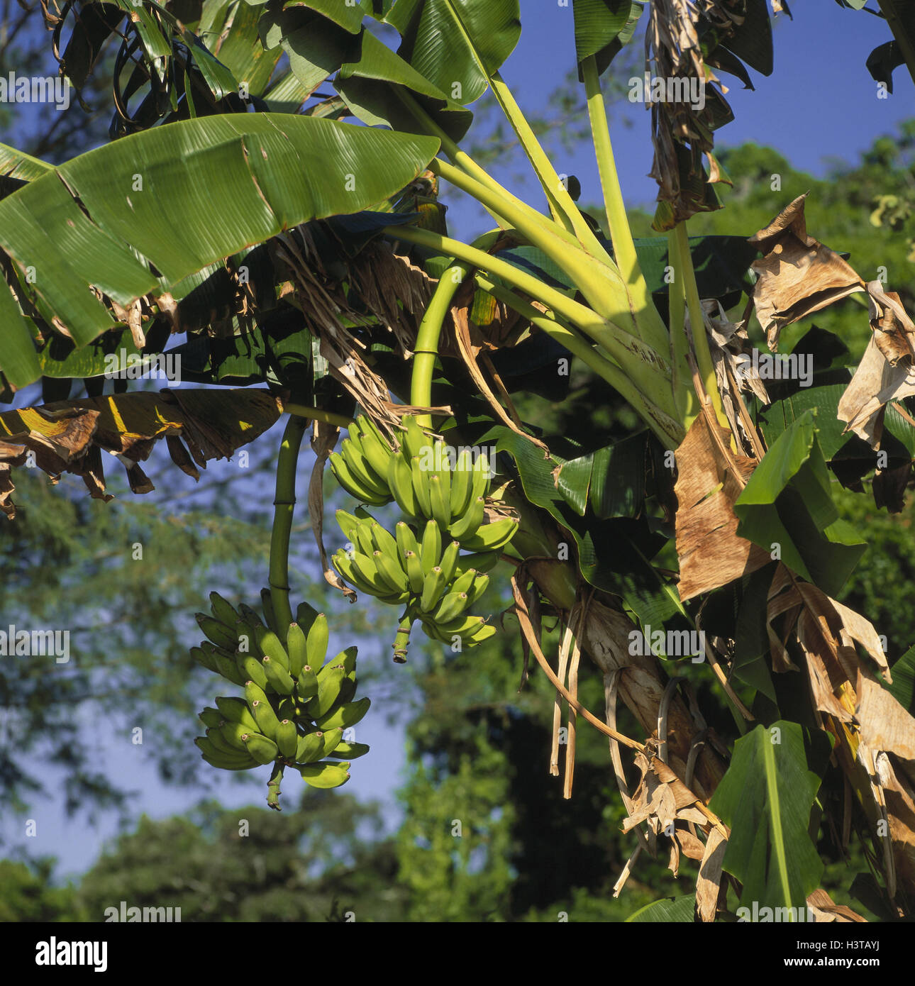 Tanzania, island Zanzibar, plantation, cultivation, bananas, East
