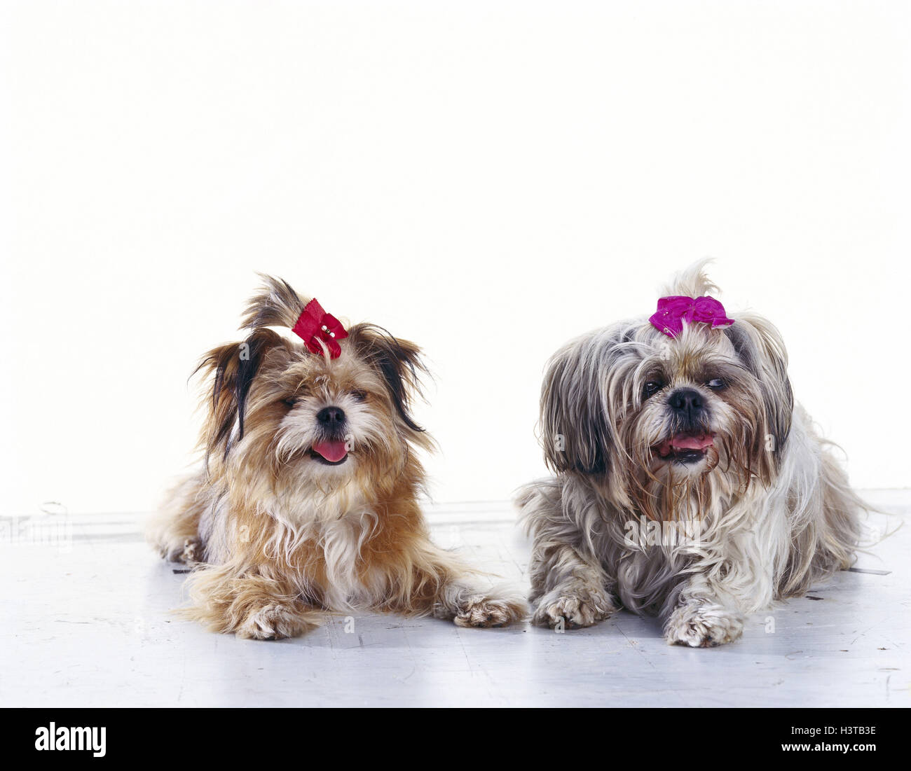 Shih Tzu Slides Shih Tzu Slides