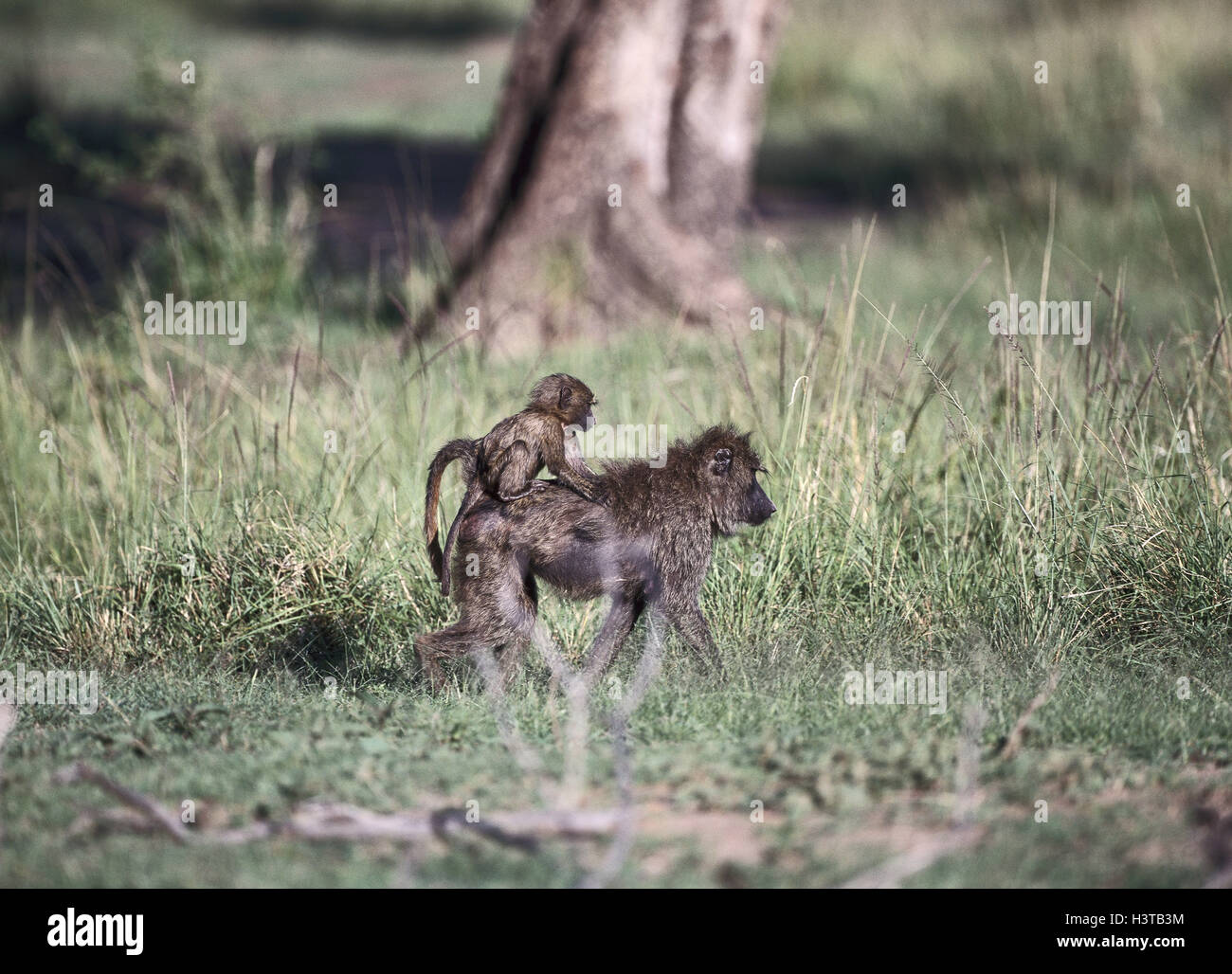 Anubispaviane, Papio anubis, females, young animal, pickaback, Africa, mammals, wild animals, primates, Old world monkeys, Catarrhini, dog monkeys, Cercopithecoidea, steppe baboons, green baboons, mother animal, young, carry, backs, preview, meadow Stock Photo