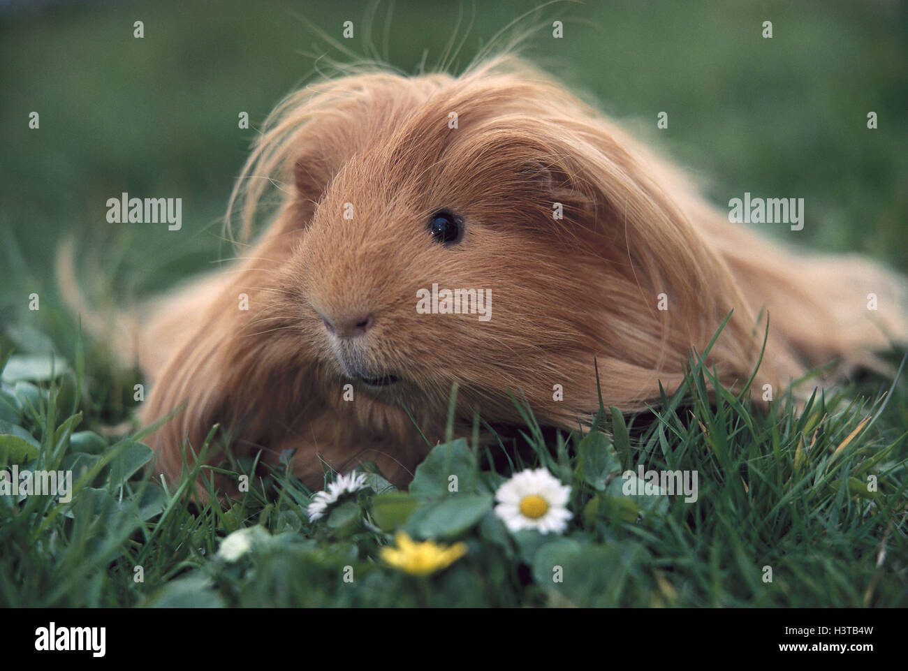 Guinea pigs, meadow, mammal, Caviidae, rodent, house guinea pig, house