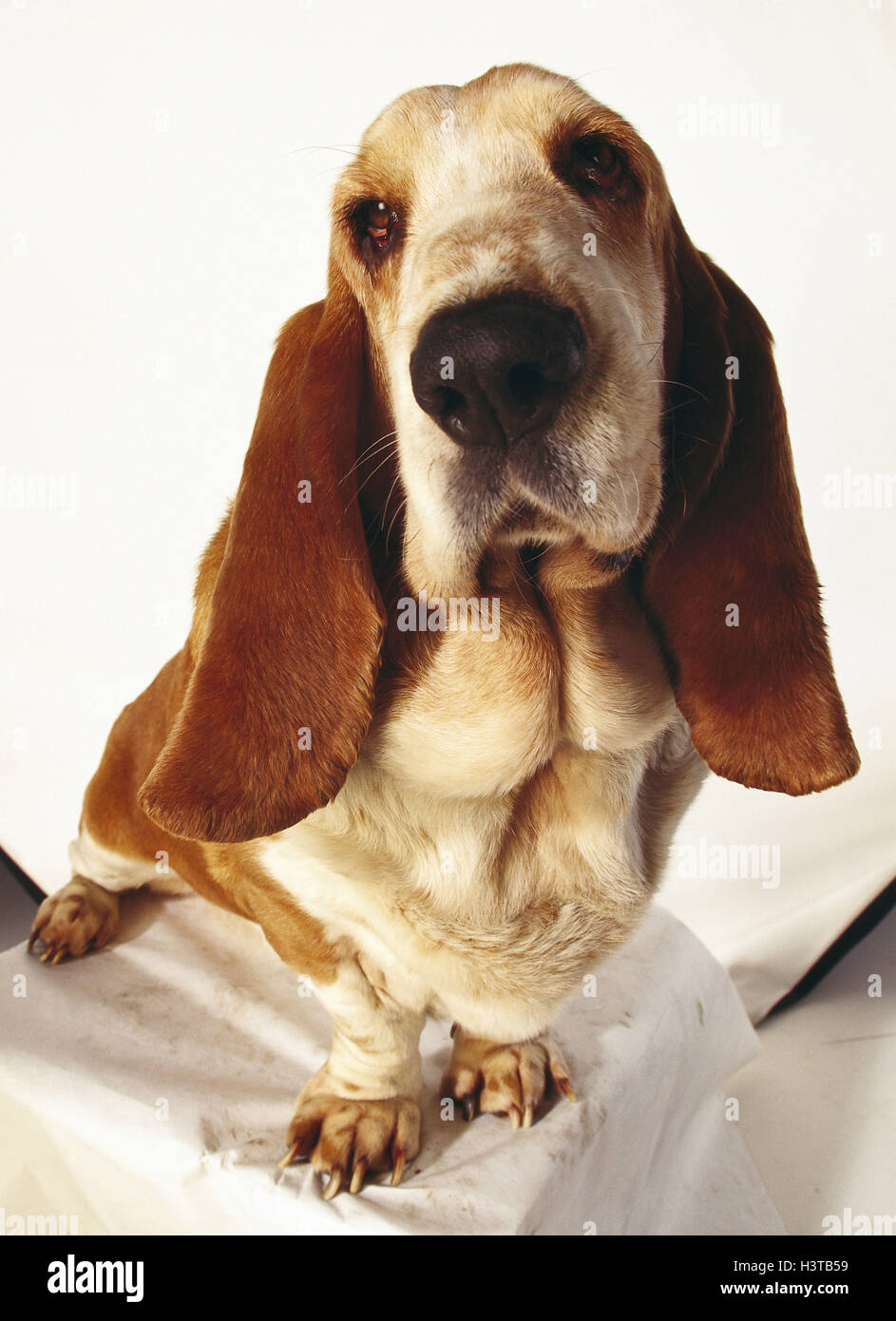 Basset Hound Säugetier, doggy, Canidae, pet, pedigree dog, dog, pet dog, accompanying dog, hound, sit, head, dog head, studio, cut out Stock Photo