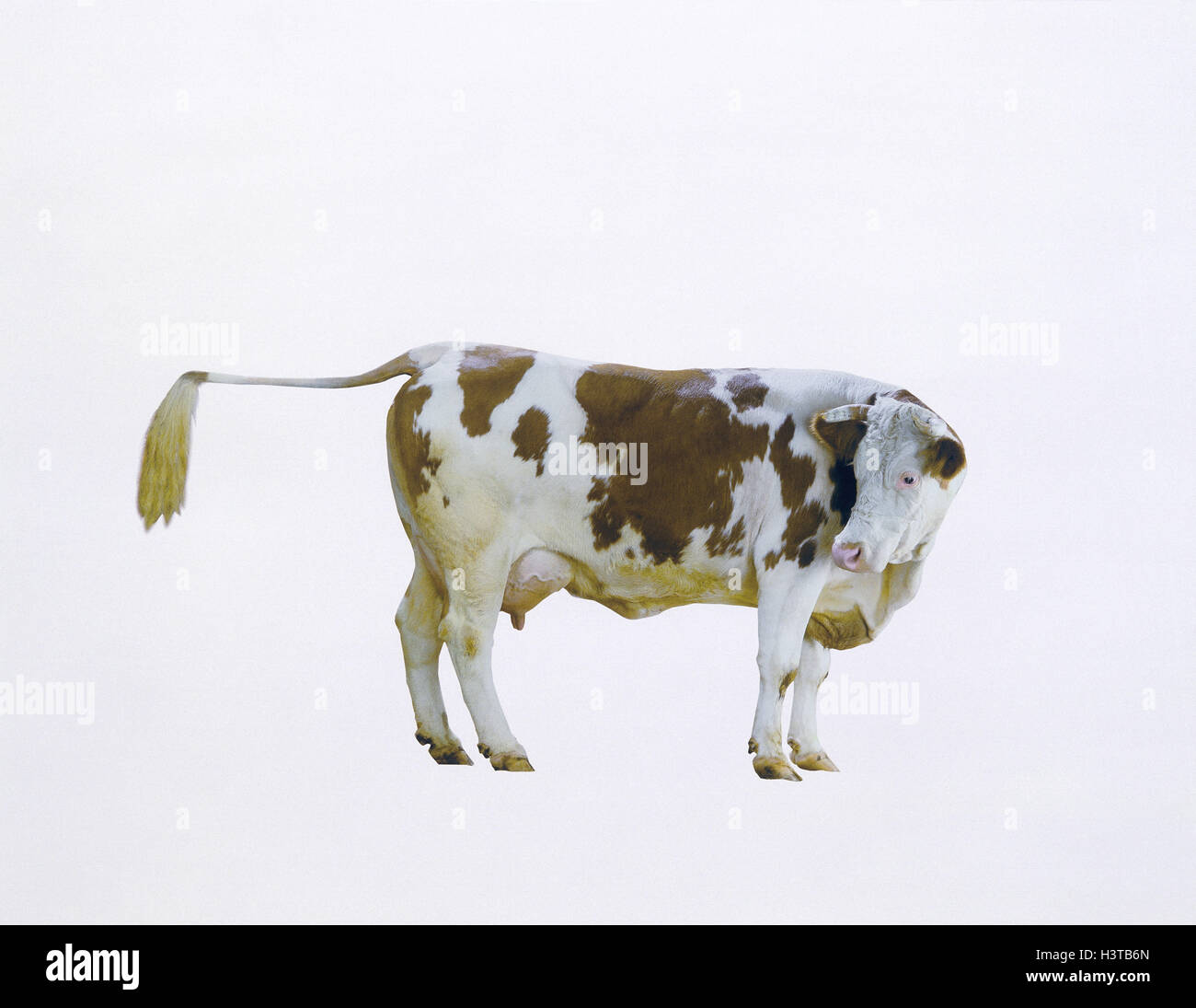 Cow, tail, lift, benefit animals, benefit animal, mammals, mammal, Bovinae, ruminant, cattles