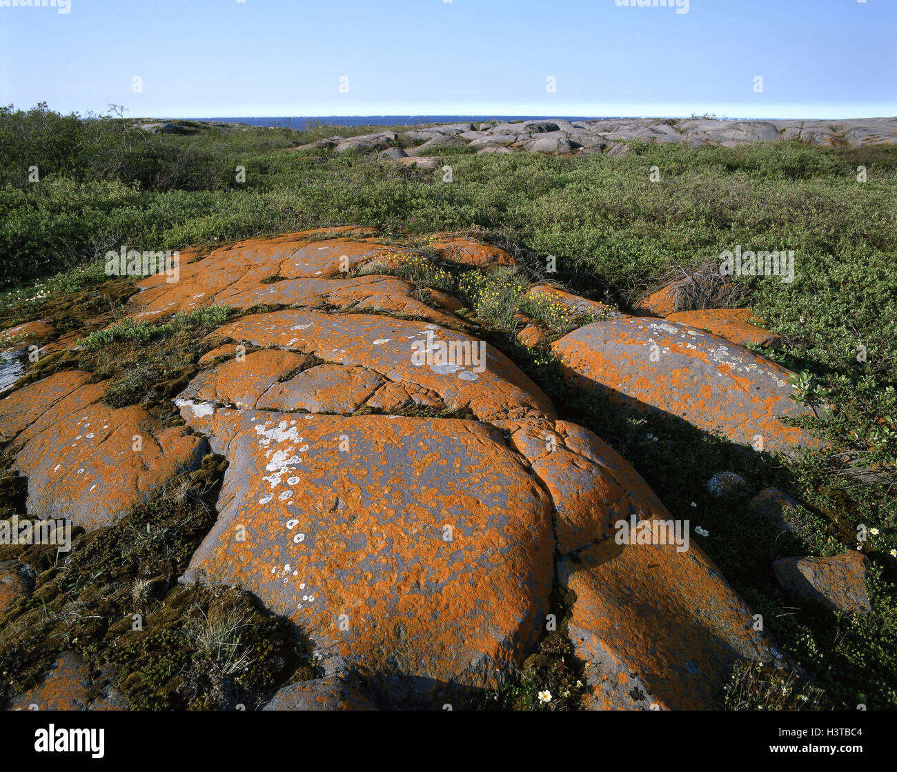 Canada, Manitoba, Hudson Bay, tundra, coast, bile scenery, bile lichens North America, taiga, scenery, coastal scenery, vegetation, rock, lichens, nature Stock Photo