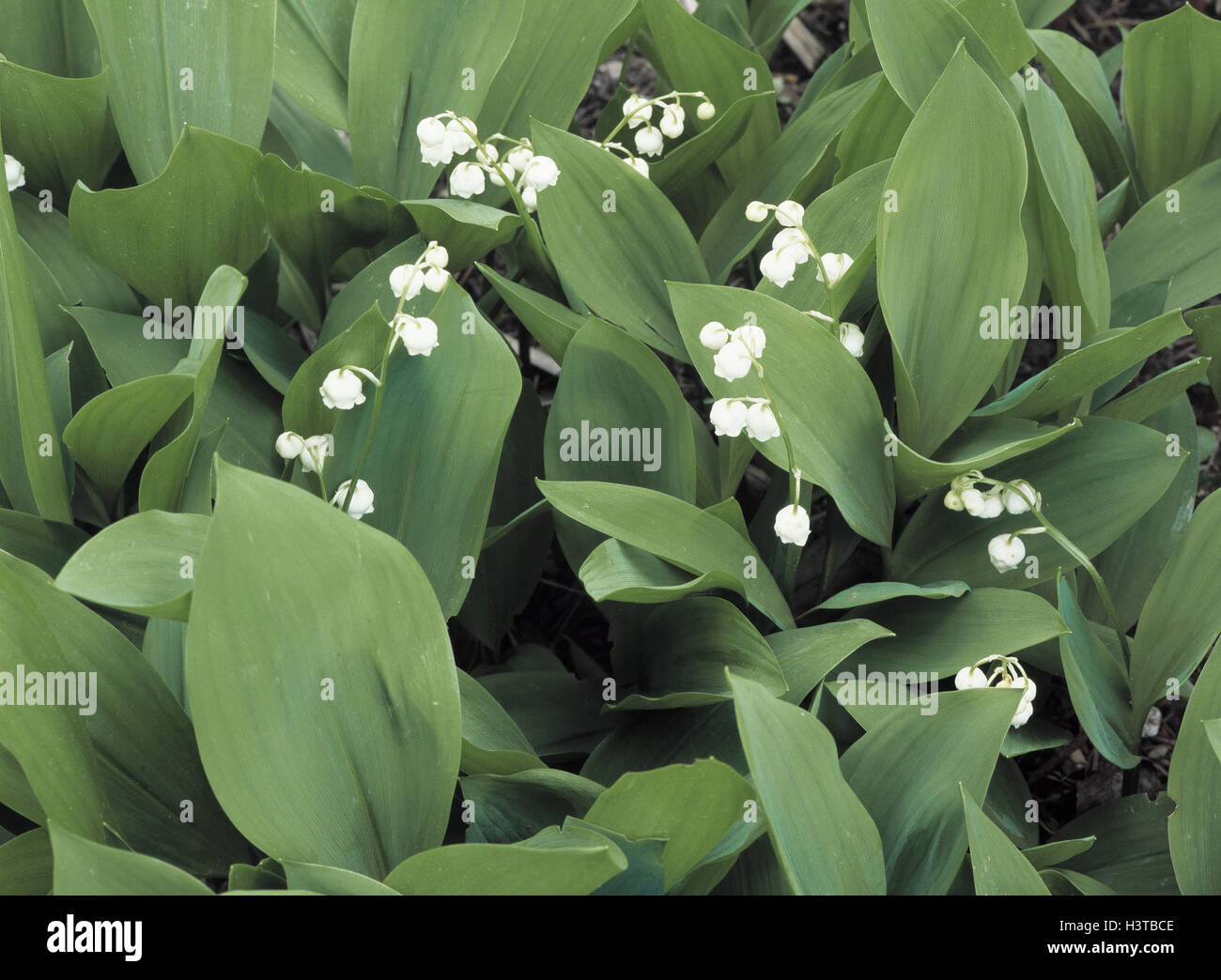 Lily the valley, Convallaria majalis, detail, nature, botany, vegetation, plant, flower, toxic, flower grape, blossoms, white, there blossom, lily plants, leaves, green, May flower, spring, spring flower Stock Photo