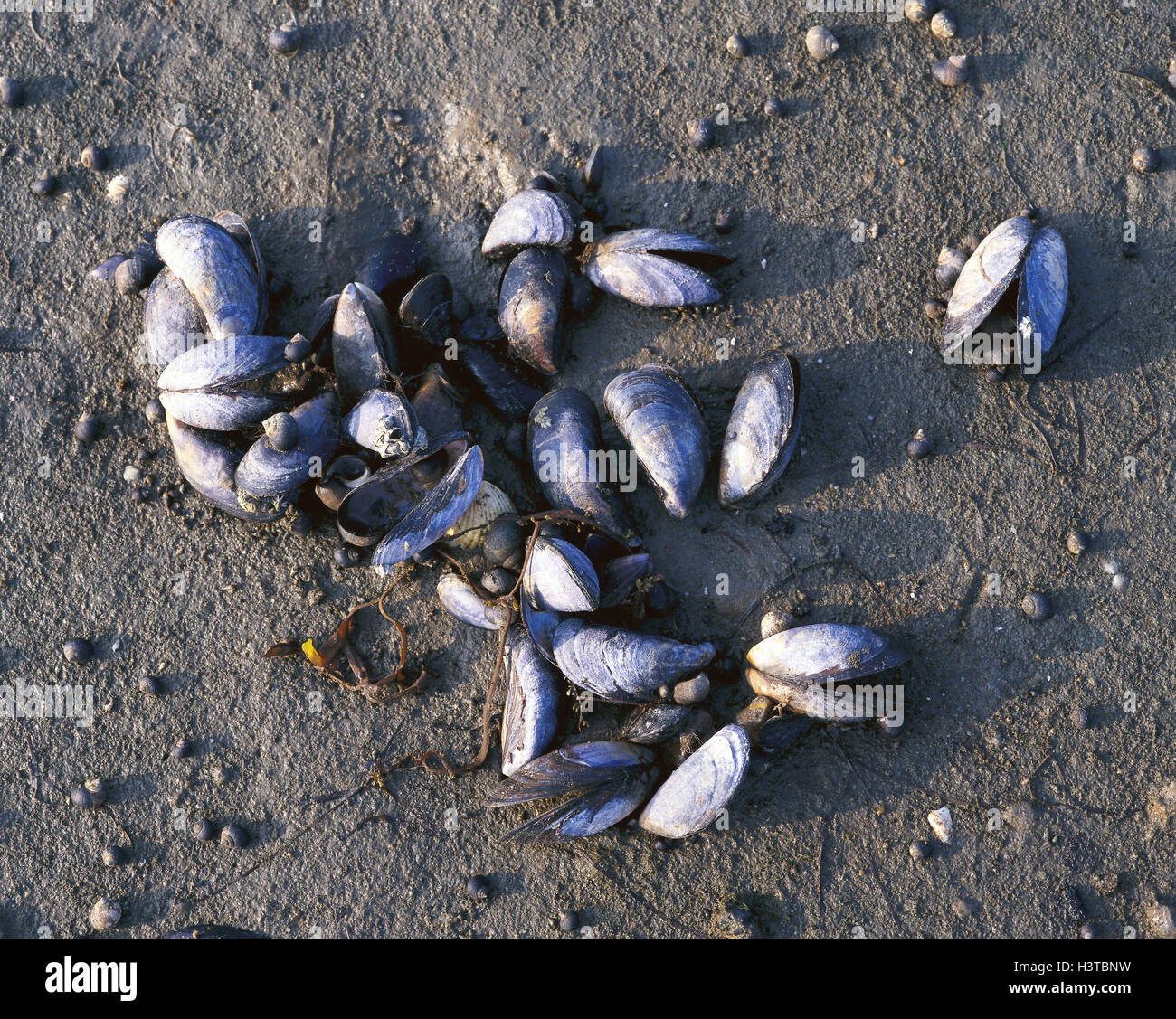 Beach, mussels escargots flotsam and jetsam, shells, mussels, Mytilus edulis, eatable, living beings, sea animals, sea, tides, low tide, nature, Stock Photo