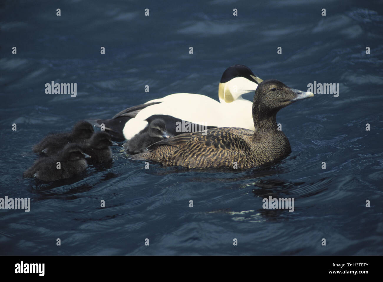 Lake, eiders, Somateria mollissima, animal family, water, animals ...
