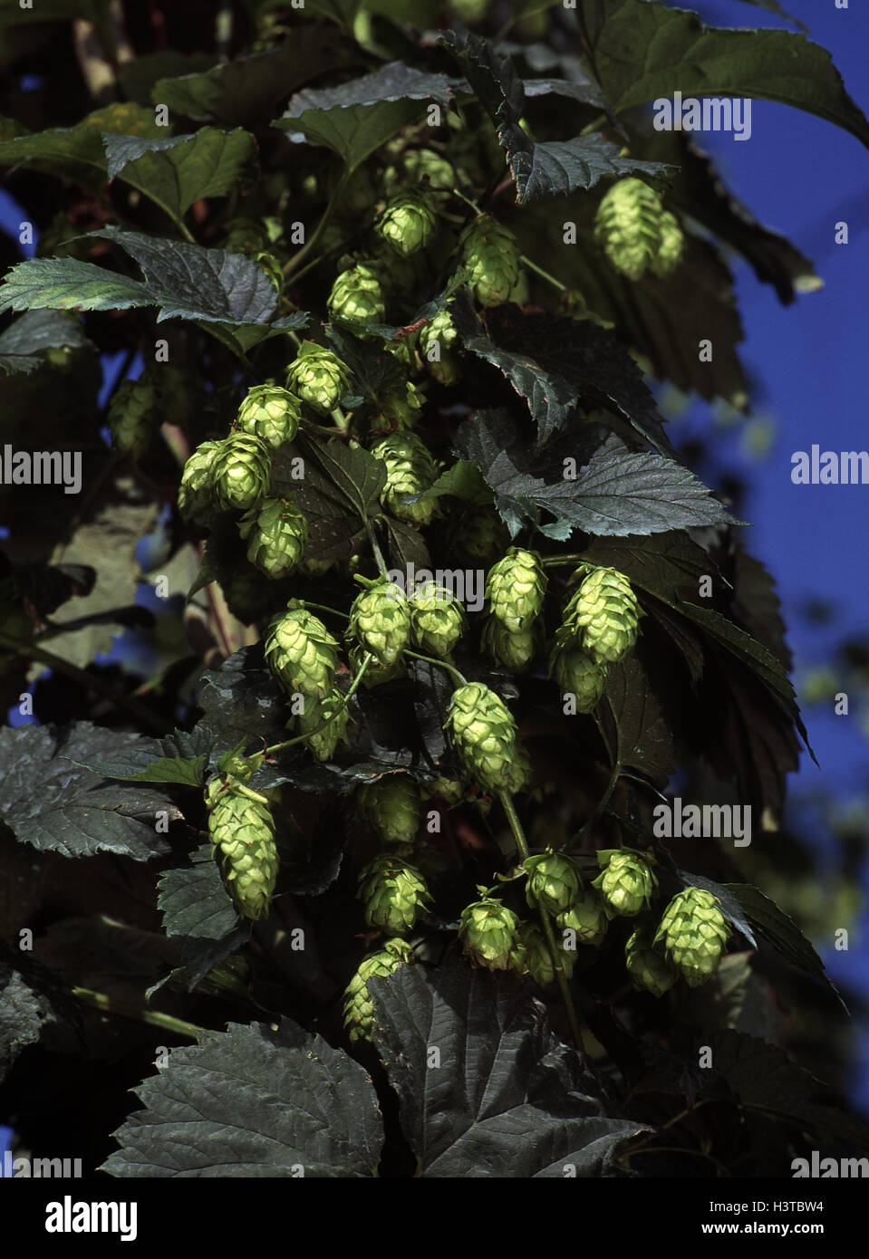 Common hop, Humulus lupulus hop, fruit, fruit plug, hop umbels, near, Stock Photo