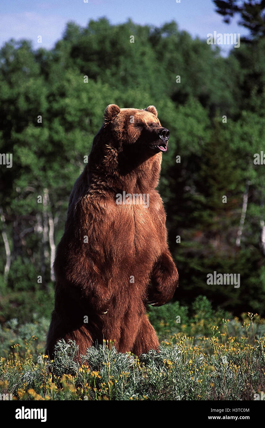 Brown bear, Ursus arctos wild animal 2005 bear, stand, raised, Stock Photo