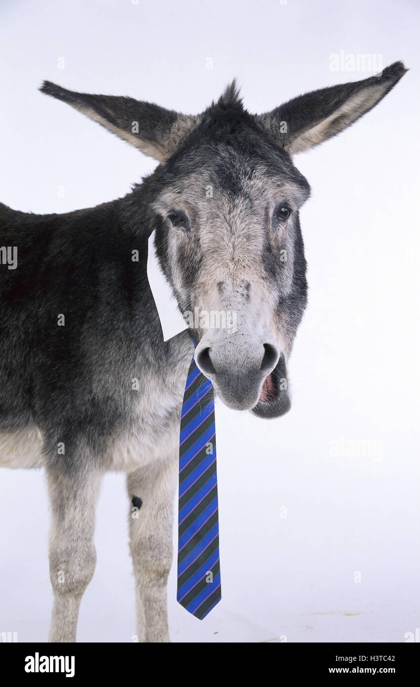 House donkey, collar, tie freely for calendar mk/Rb mammals, mammal, uncloven-hoofed animal, Equidae, benefit animals, benefit animal, beast burden, donkey, asinus, facial play, humanisation, does not dress up, studio Stock Photo