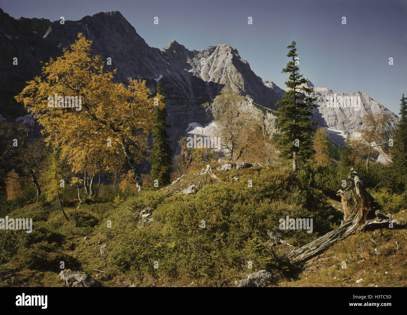 Austria, Tyrol, Birkkarspitze in the Karwendel, autumn wood Stock Photo