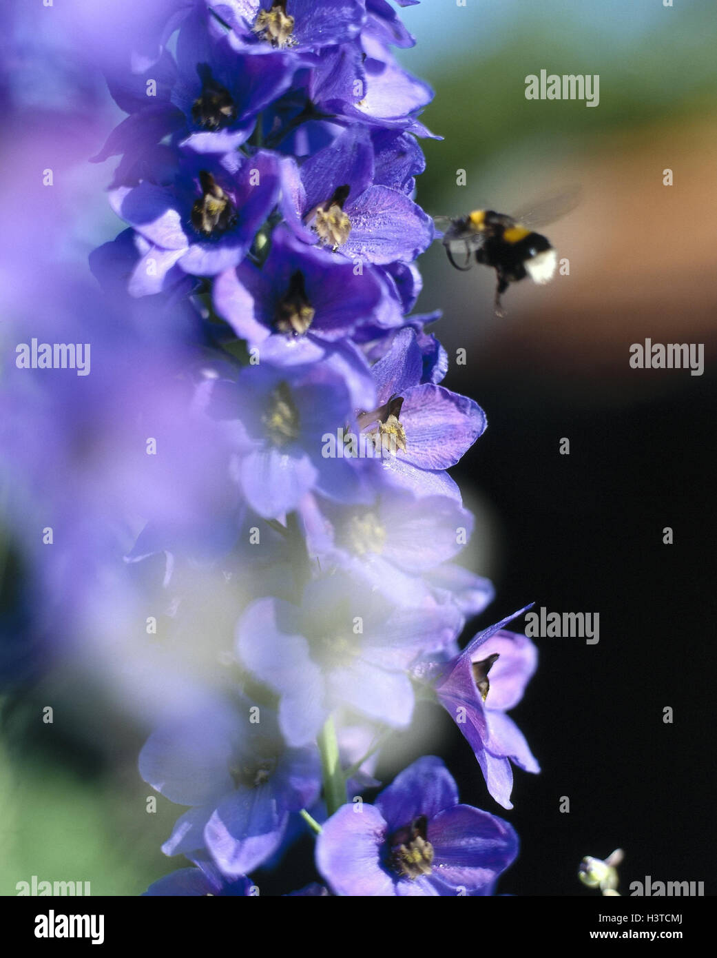 Larkspur, Delphinium spec., detail, blossoms, bumblebee, outside, summer, crowfoot plants, flower, flowers, blossom, plants, nature, Bombus, mauve, close up Stock Photo