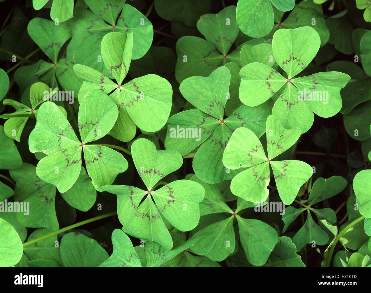 Clover, 4-leaved, Oxalis deppei plants, Mexico, four-leafed clover, luck bringer, 4-leaved, near, Stock Photo