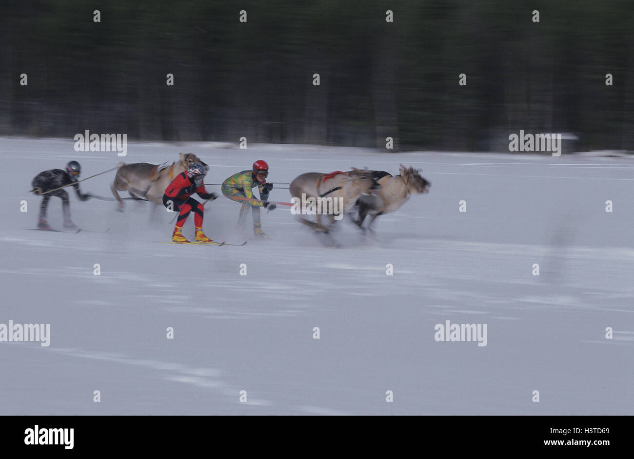Finland, reindeers, skijoring, pensioner's race, pensioner, people, three, races, speed, victory, fight, run, run, drag, sport, skis, winters, snow, motion blur Stock Photo
