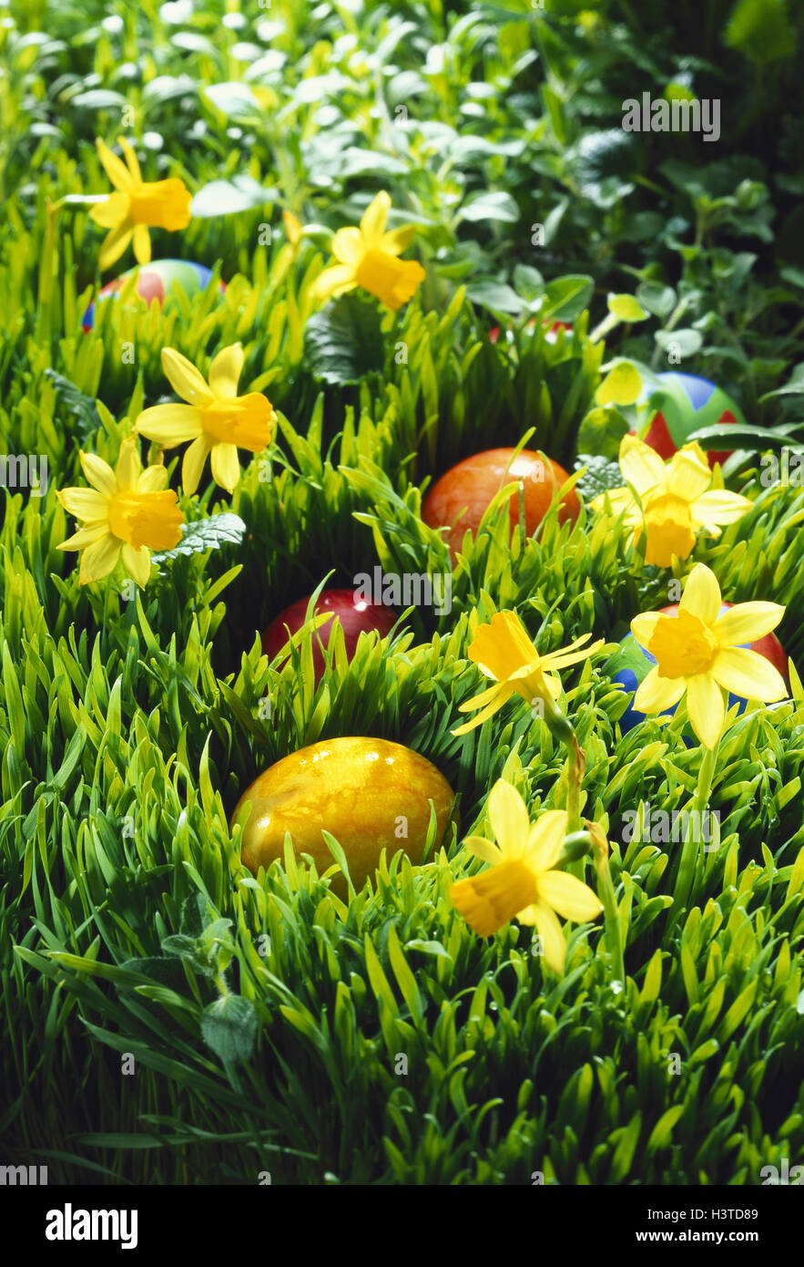 Meadow, flowers, Easter eggs, Easter, eggs, brightly, tintedly, narcissi, flower meadow, hide, search, custom, spring, Stock Photo