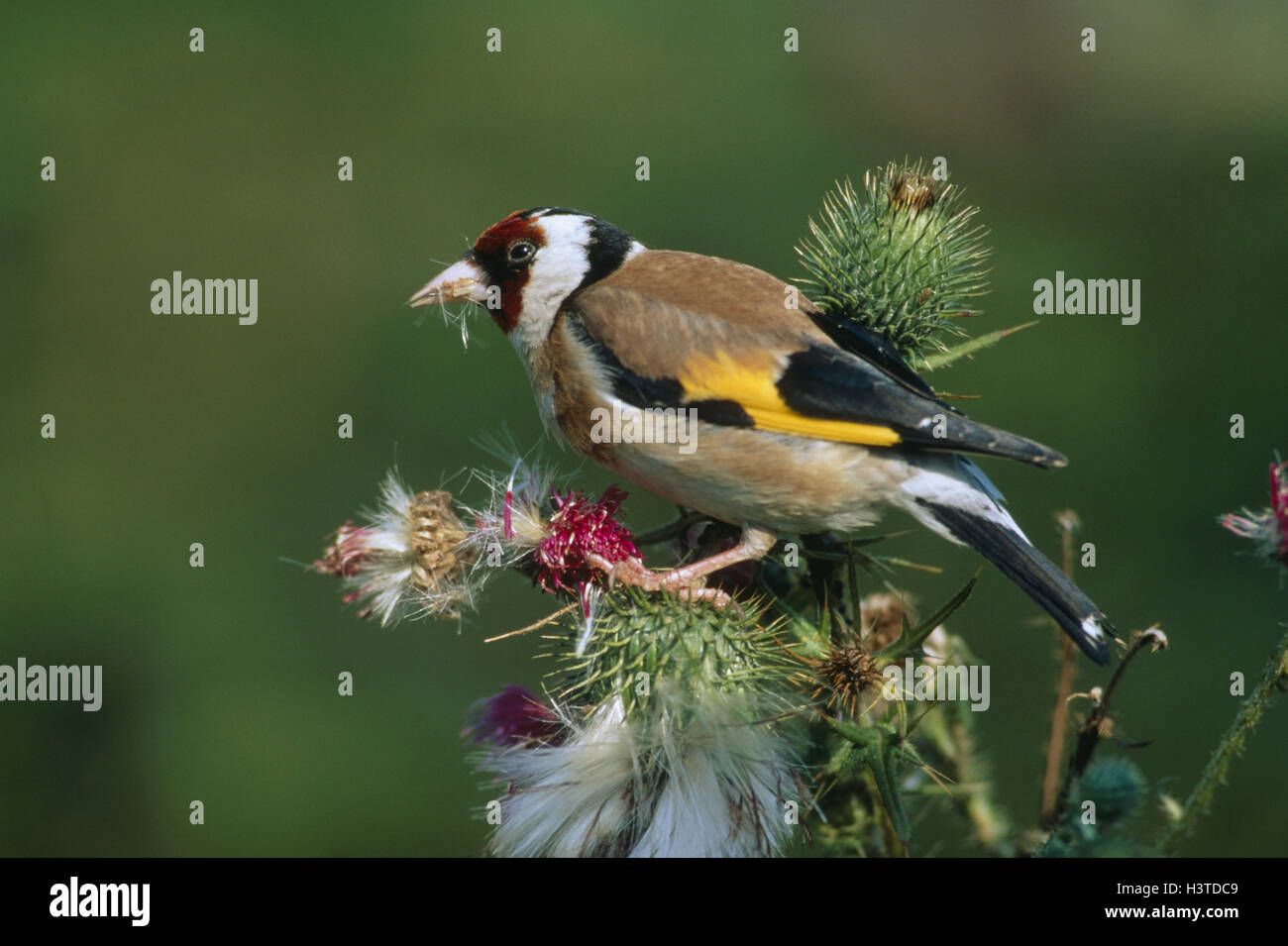 Goldfinch / goldfinch (Carduelis carduelis Stock Photo - Alamy