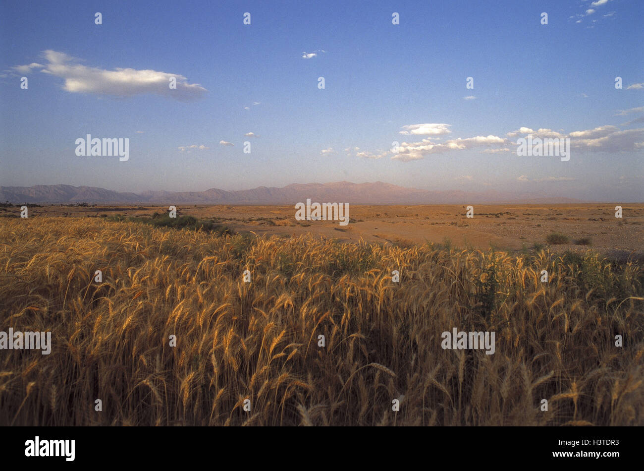 Iran, with Yazd, scenery, grain-field, growing grain, cultivation ...