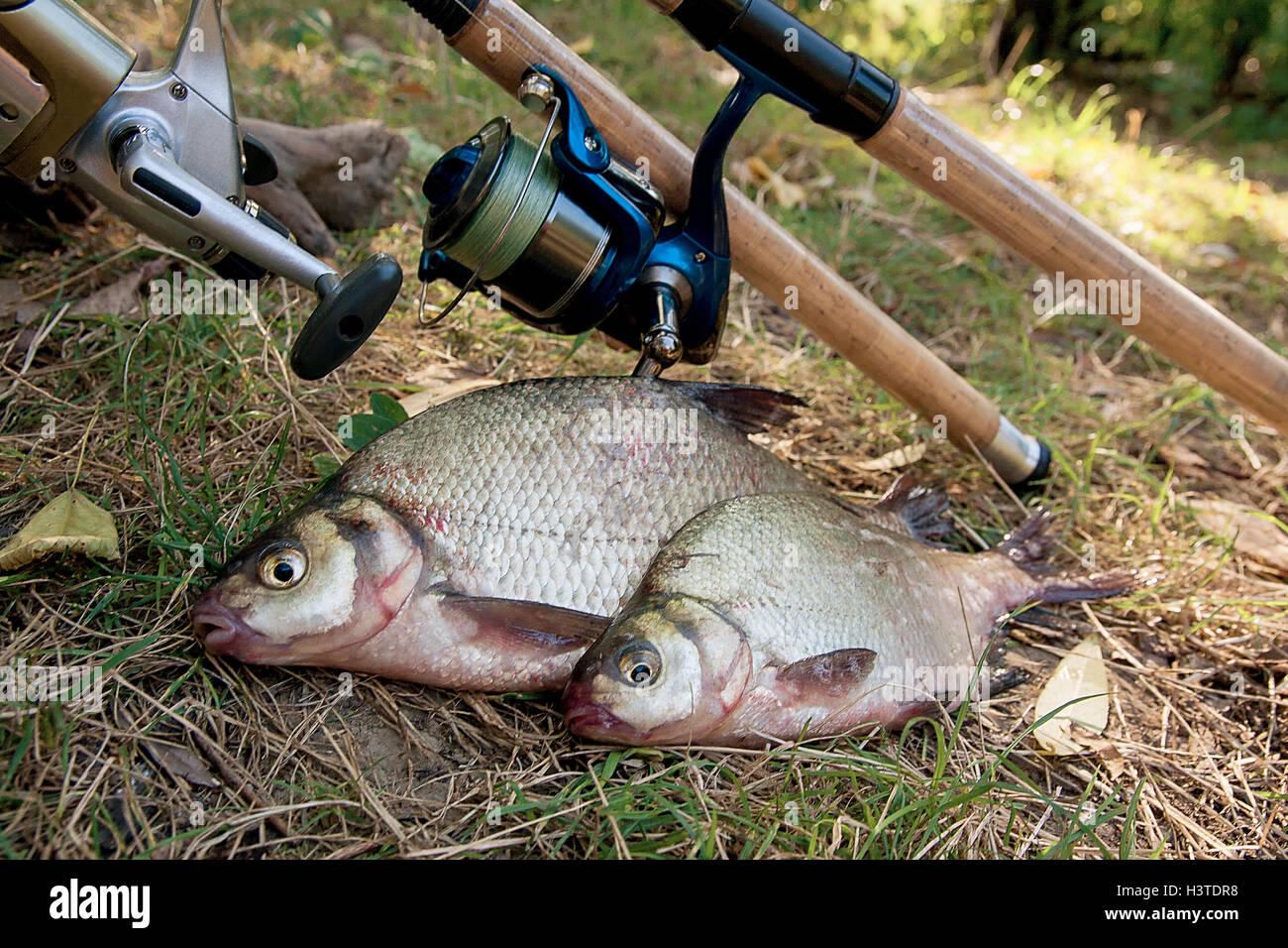 Catching freshwater fish and fishing rods with reels on green grass