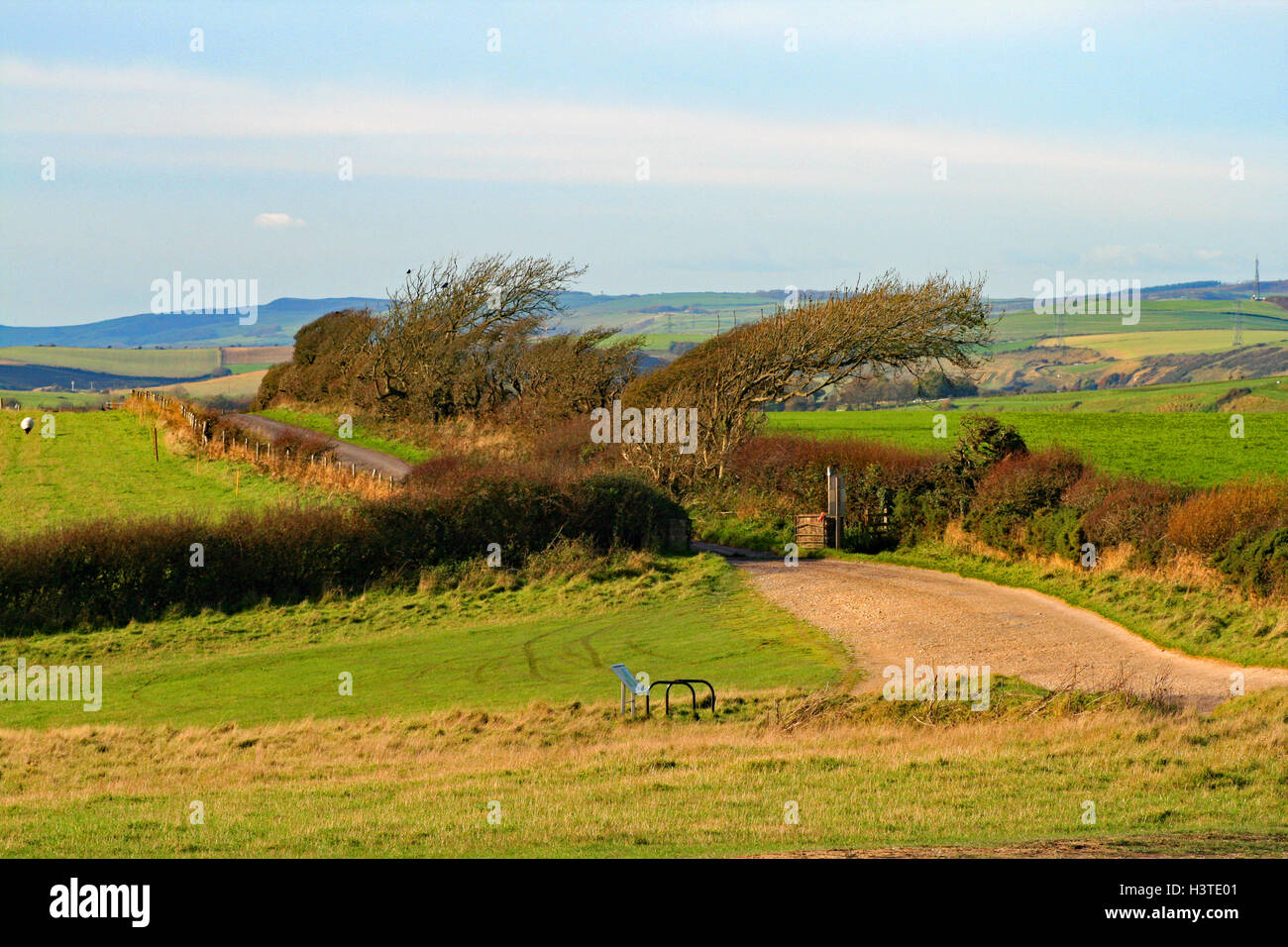 Windswept trees above Ringstead Bay , Weymouth, Dorset Stock Photo