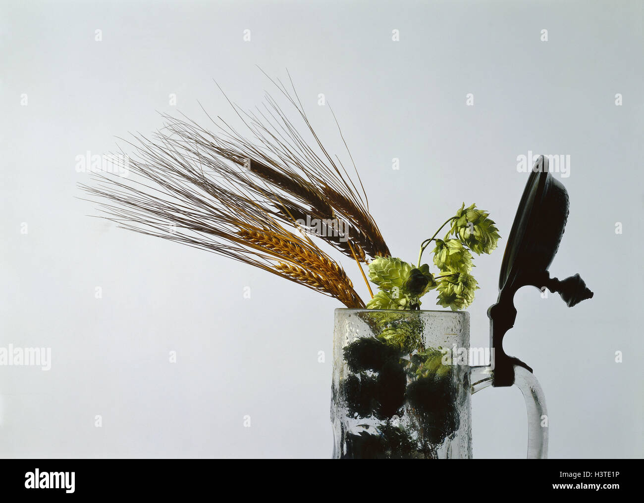 , Still life, beer mug, hop, barley, ears, icon, brewing art, ingredients, purity requirement glass, jug, beer glass, tin lid, icon, beer, alcohol, grain, brewing, ground ingredients, in Bavarian, law, cleanness, studio, cut out, Stock Photo