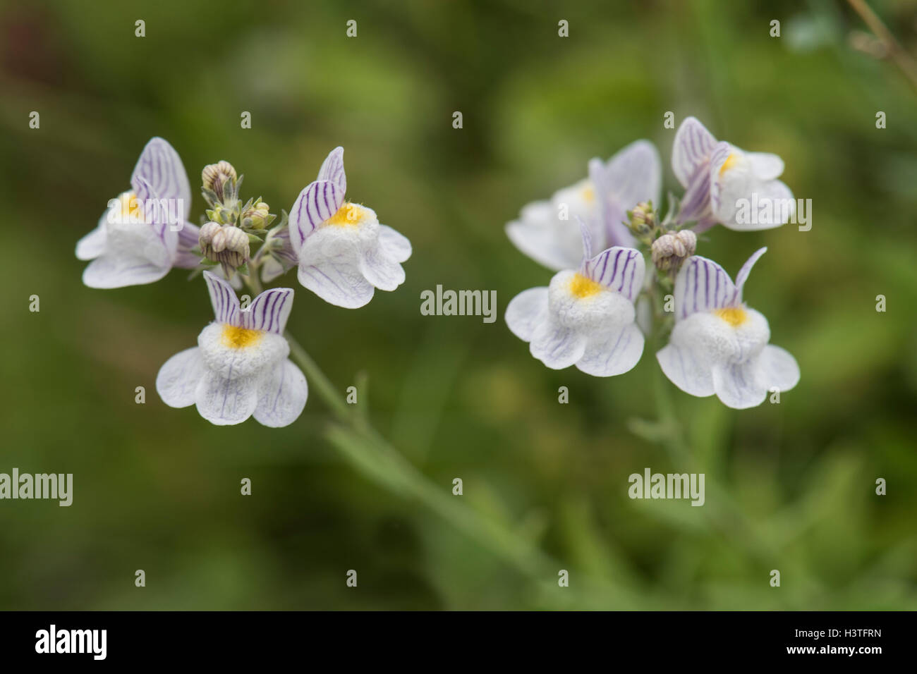 Linaria repens, Creeping Toadflax, growing on downland, Surrey, UK. July. Stock Photo